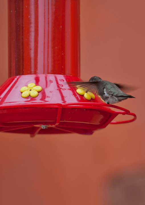 hummingbird feeder