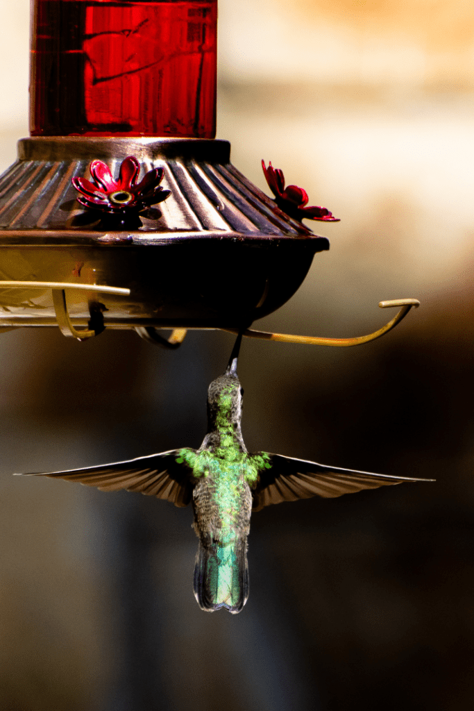 glass and metal hummingbird feeder with green hummingbird