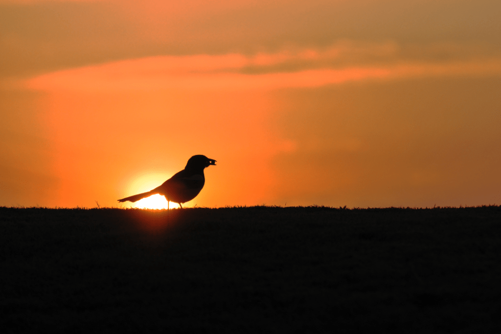 bird silhouette in the morning sun