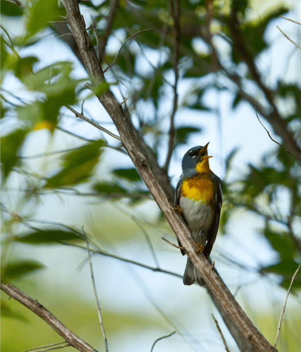 bird chirping in a tree