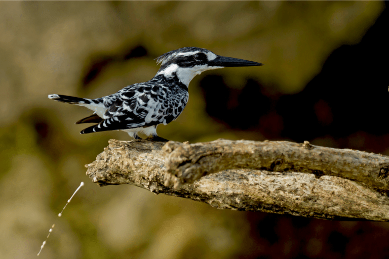 bird pooping from tree branch