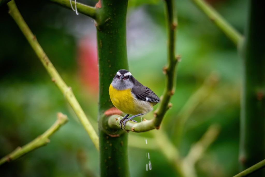 gray and yellow bird sitting on green tree pooping