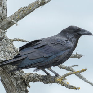 common crow perched on a branch