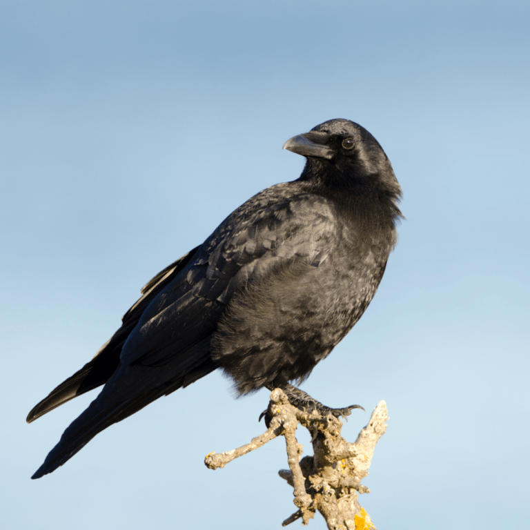 American Crow perched on top of a tree
