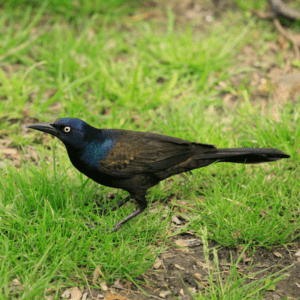 Common Grackle in the grass