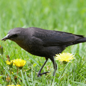 Brewer’s blackbird eating an insect next to dandelions