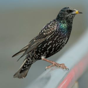 European Starling balanced on railing