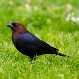 Brown-headed cowbird in a grassy meadow