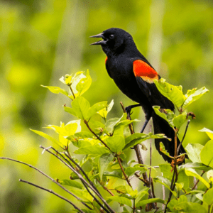 Red-winged blackbird perched on a tree