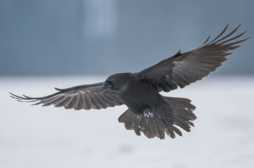 raven soaring in the snow