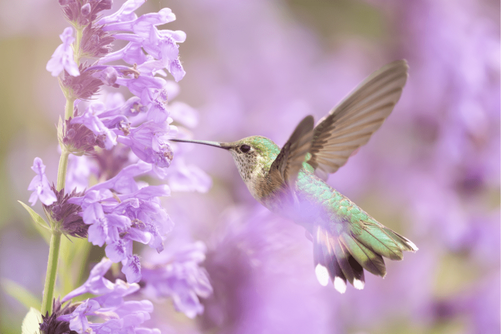 hummingbird drinking from sage bush