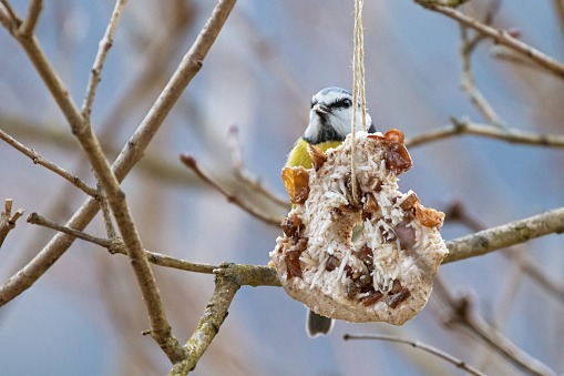 Homemade bird feeder, coconut fat cookie with nut, raisin hanging on tree in winter with Eurasian blue tit nibbling behind