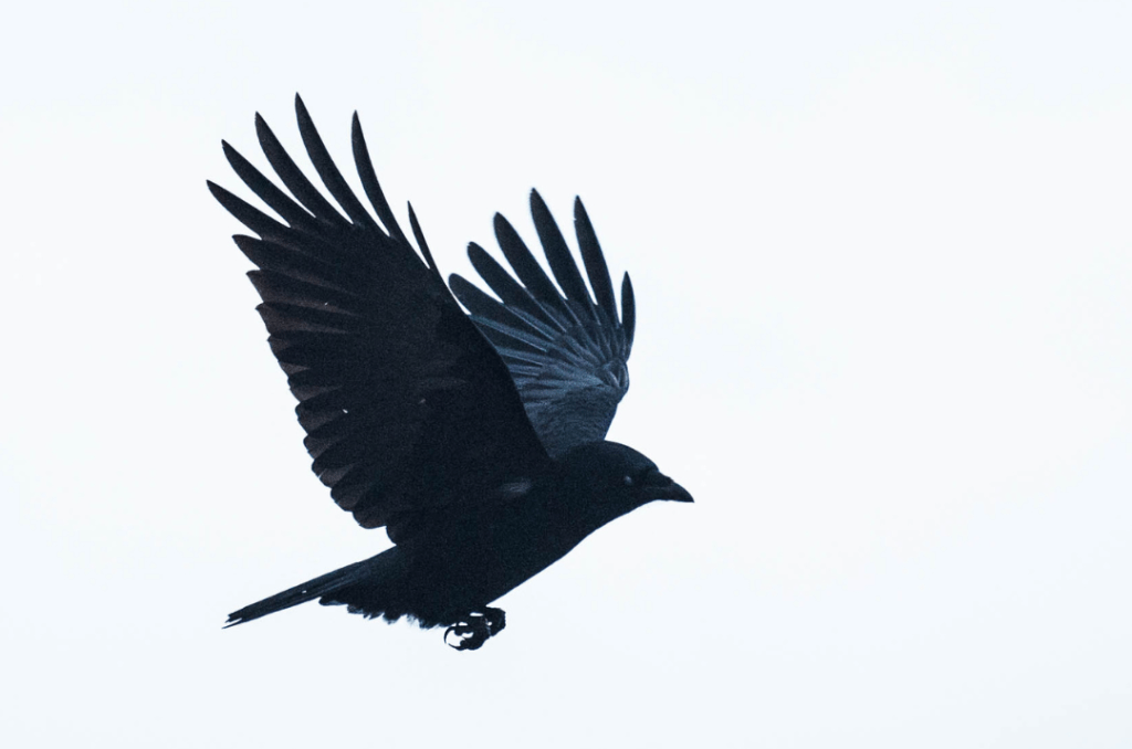 crow flying