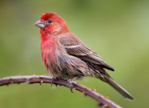house finch with green background