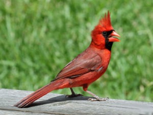 northern red cardinal
