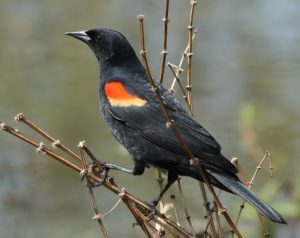 Red-winged blackbird perched at the top of a small tree