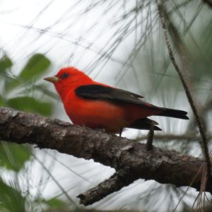 Scarlet tanager on pine tree branch