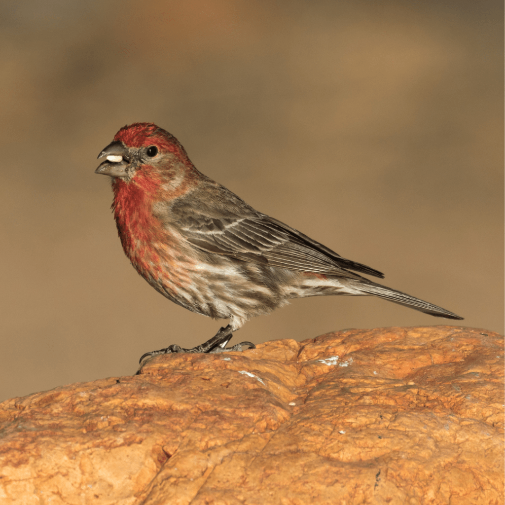 common house finch on a rock