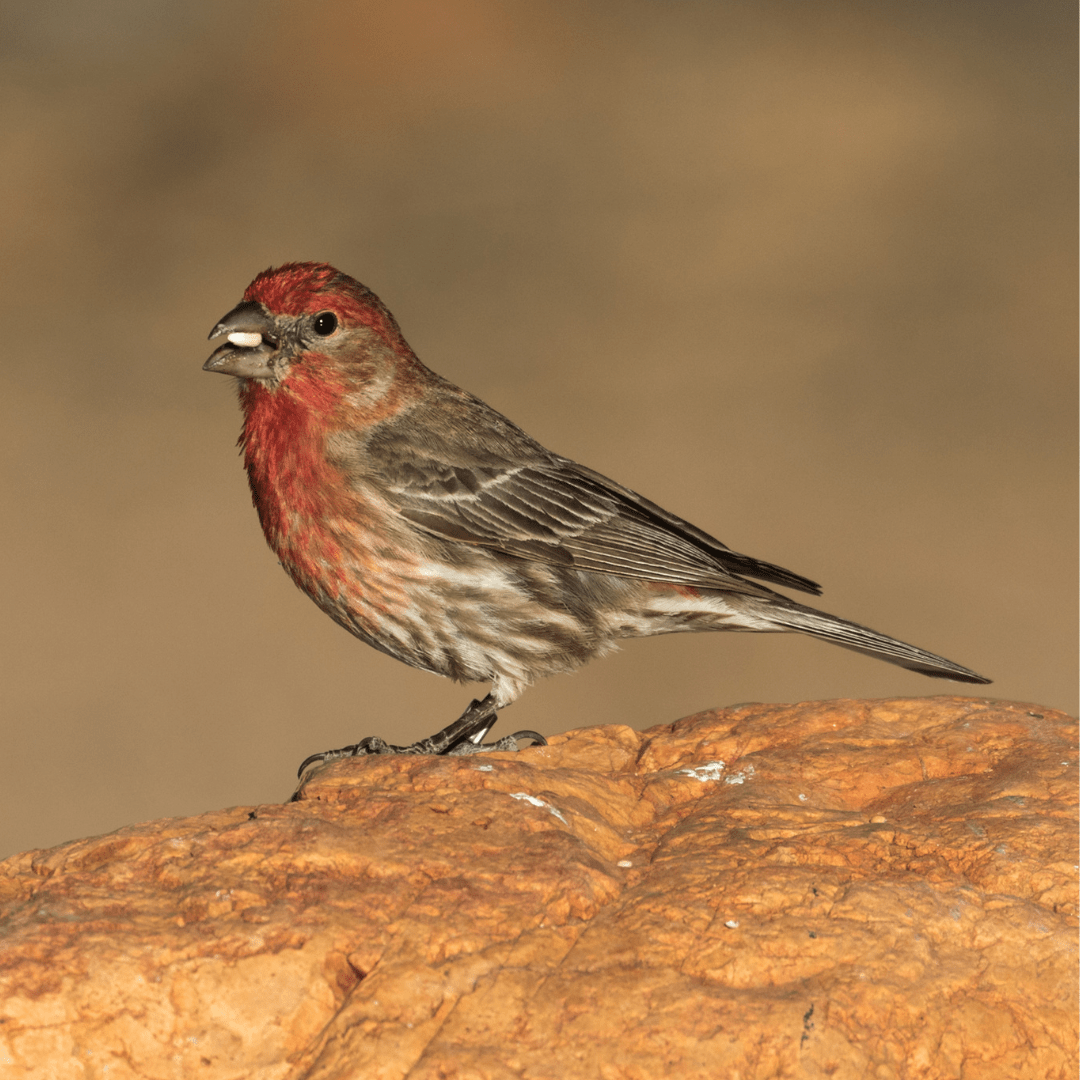 Sparrows Birds