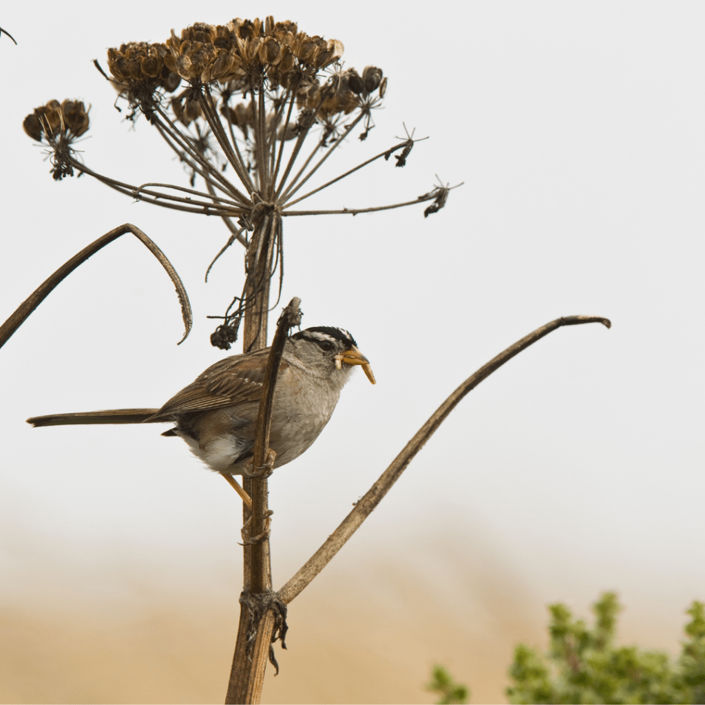 sparrow eating seeds on dead shrub