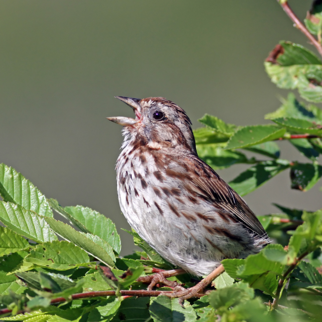 song sparrow singing in green foliage