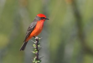 Vermilion Flycatcher on the top of a thorny plant