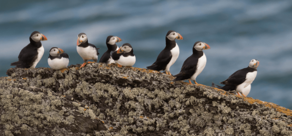 puffins sitting on a rock