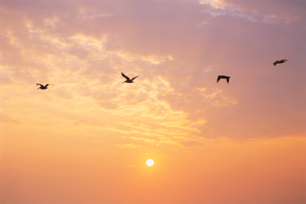 birds flying in the dawn light