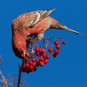 Pine Grosbeak eating berries in a tree