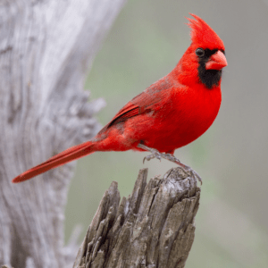 northern cardinal standing on tree stump