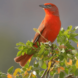 Hepatic Tanager standing in tree