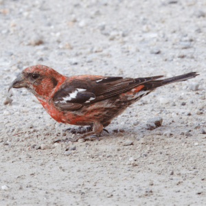 White-Winged Crossbill in the dirt