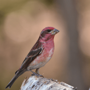 Purple Finch standing on birch log