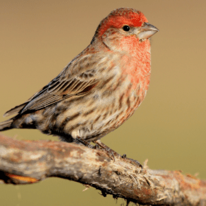 house finch standing on stick