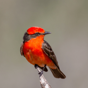 vermillion flycatcher standing on the tip of a stick