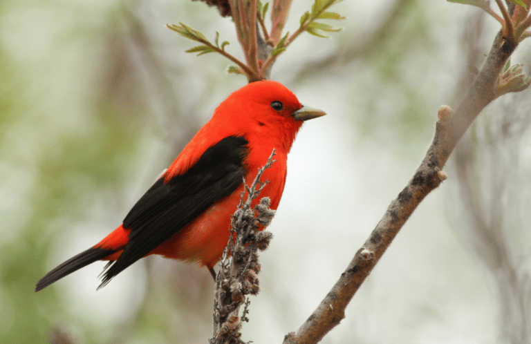Scarlet Tanager in tree singing