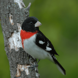 rose-breasted grosbeak in a tree