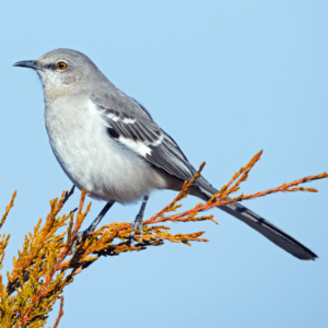 mockingbird in a small tree