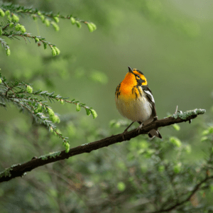 blackburnian warbler in a spring tree