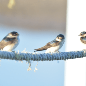 tree martin birds sitting on a rope over the water