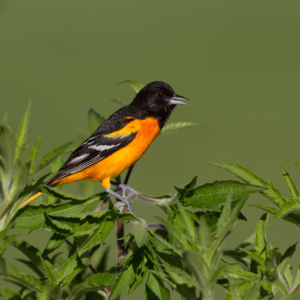 baltimore male oriole perching on shrubbery