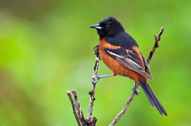 Orchard Oriole