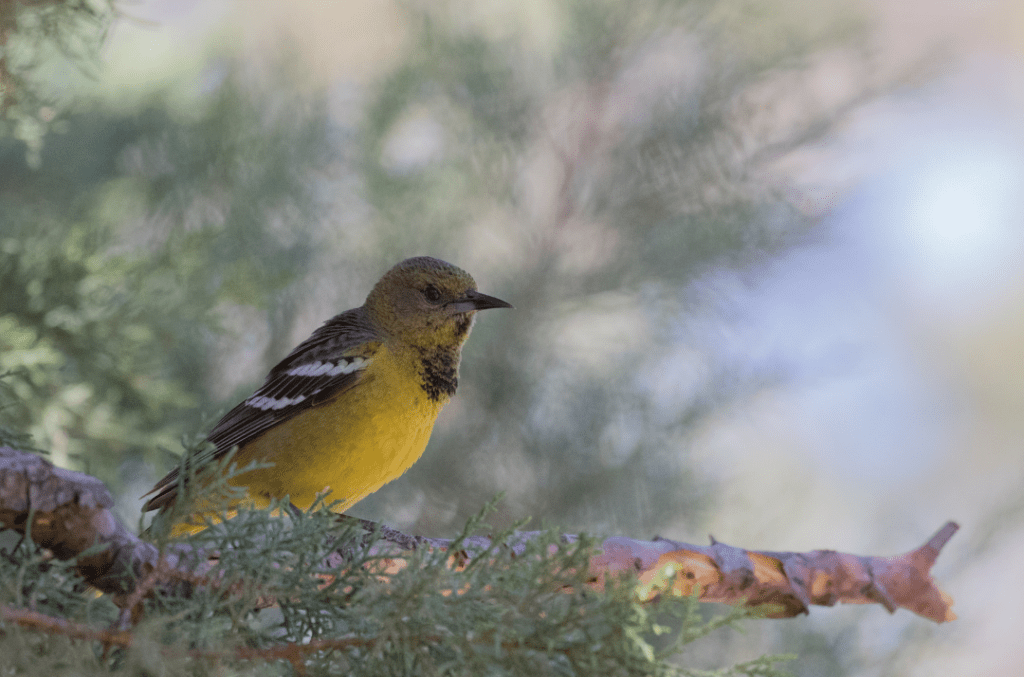 female Scott's Oriole in a tree