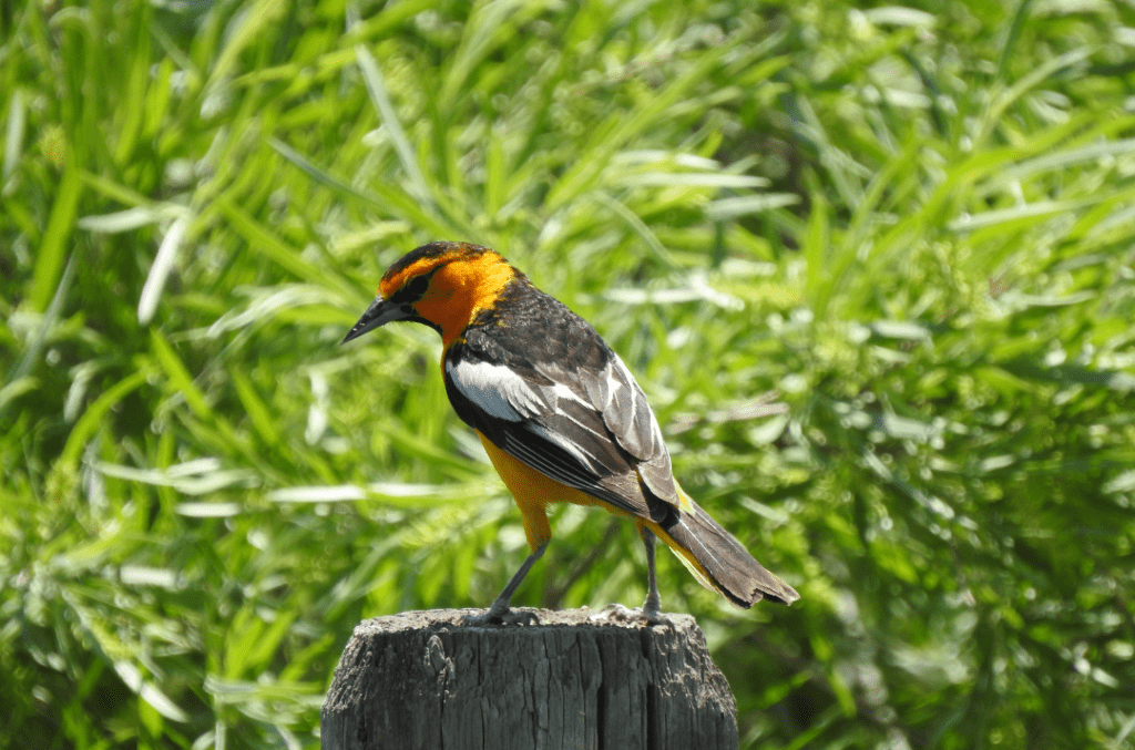 male Bullock’s Oriole