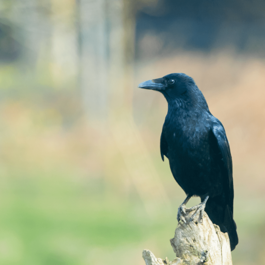crow standing on post