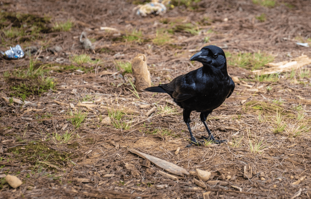 crow standing in forest