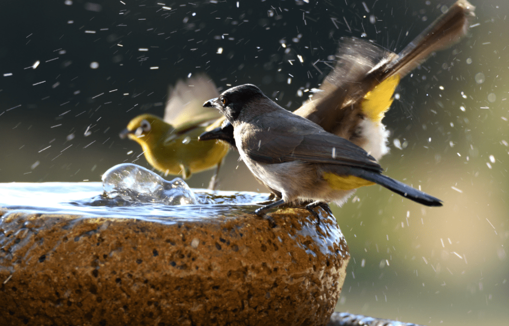 birds in bird bath