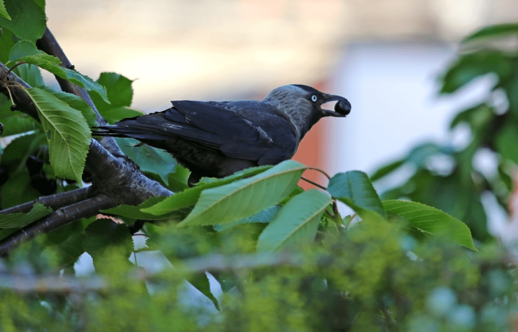 crow eating berry in tree