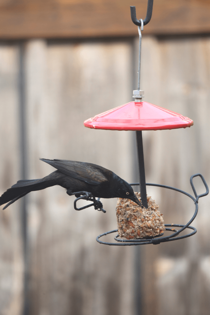 crow eating from bird feeder