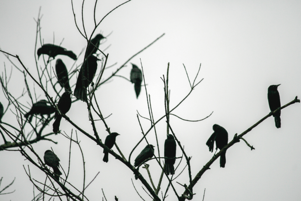 lots of crows in dead tree